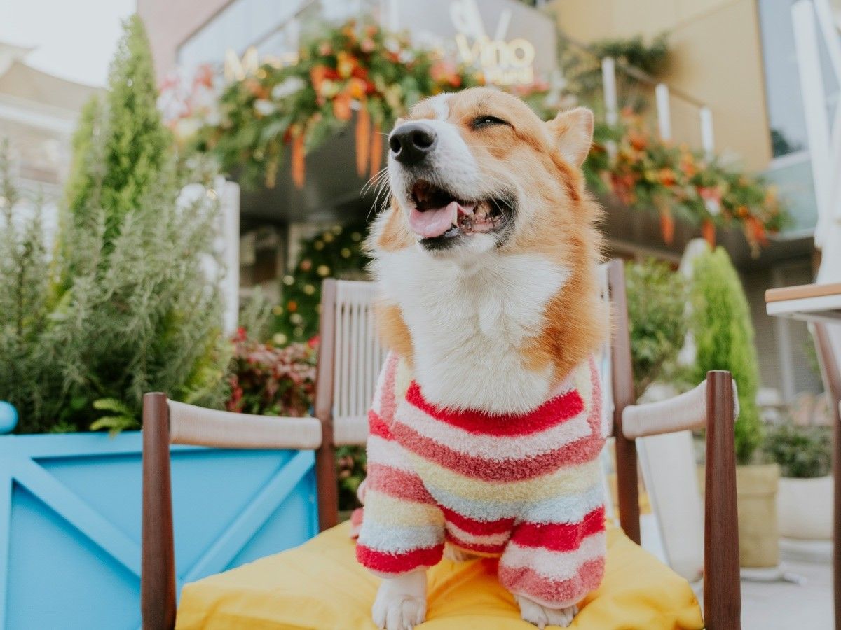 happy dog wearing sweatshirt